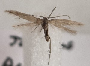  (Coleophora bassii - BGE_MZH_LEP_1855)  @11 [ ] CreativeCommons - Attribution Non-Commercial Share-Alike (2025) Jukka Tabell Unspecified