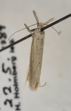  (Pleurota malagaensis - BGE_MZH_LEP_1884)  @11 [ ] CreativeCommons - Attribution Non-Commercial Share-Alike (2025) Jukka Tabell Unspecified