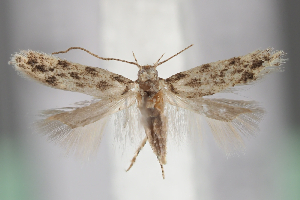  ( - BGE_MZH_LEP_1933)  @11 [ ] CreativeCommons - Attribution Non-Commercial Share-Alike (2025) Leo Vahatalo University of Helsinki