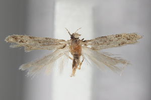  ( - BGE_MZH_LEP_1934)  @11 [ ] CreativeCommons - Attribution Non-Commercial Share-Alike (2025) Leo Vahatalo University of Helsinki