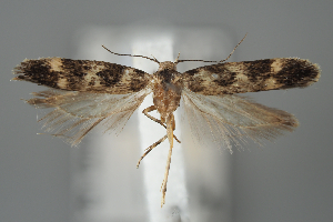  ( - BGE_MZH_LEP_1950)  @11 [ ] CreativeCommons - Attribution Non-Commercial Share-Alike (2025) Leo Vahatalo University of Helsinki