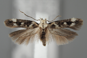  ( - BGE_MZH_LEP_1952)  @11 [ ] CreativeCommons - Attribution Non-Commercial Share-Alike (2025) Leo Vahatalo University of Helsinki