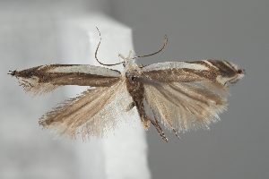  ( - BGE_MZH_LEP_1957)  @11 [ ] CreativeCommons - Attribution Non-Commercial Share-Alike (2025) Leo Vahatalo University of Helsinki