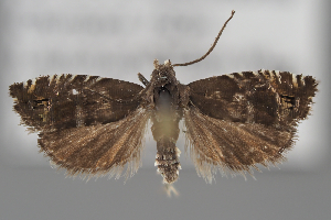  ( - BGE_MZH_LEP_2043)  @11 [ ] CreativeCommons - Attribution Non-Commercial Share-Alike (2025) Leo Vahatalo University of Helsinki