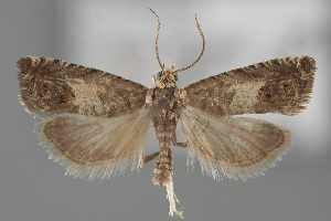  (Cydia trogodana - BGE_MZH_LEP_2064)  @11 [ ] CreativeCommons - Attribution Non-Commercial Share-Alike (2025) Leo Vahatalo University of Helsinki