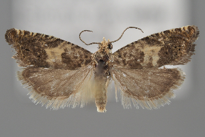  ( - BGE_MZH_LEP_2065)  @11 [ ] CreativeCommons - Attribution Non-Commercial Share-Alike (2025) Leo Vahatalo University of Helsinki