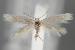  ( - BGE_MZH_LEP_2109)  @11 [ ] CreativeCommons - Attribution Non-Commercial Share-Alike (2025) Leo Vahatalo University of Helsinki