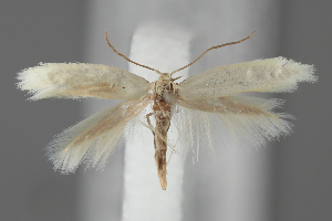  ( - BGE_MZH_LEP_2112)  @11 [ ] CreativeCommons - Attribution Non-Commercial Share-Alike (2025) Leo Vahatalo University of Helsinki