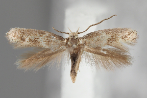  ( - BGE_MZH_LEP_2113)  @11 [ ] CreativeCommons - Attribution Non-Commercial Share-Alike (2025) Leo Vahatalo University of Helsinki