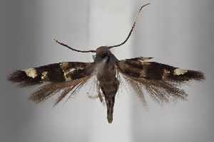  ( - BGE_MZH_LEP_2114)  @11 [ ] CreativeCommons - Attribution Non-Commercial Share-Alike (2025) Leo Vahatalo University of Helsinki