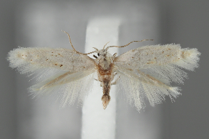  ( - BGE_MZH_LEP_2158)  @11 [ ] CreativeCommons - Attribution Non-Commercial Share-Alike (2025) Leo Vahatalo University of Helsinki