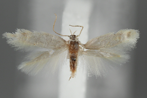  ( - BGE_MZH_LEP_2159)  @11 [ ] CreativeCommons - Attribution Non-Commercial Share-Alike (2025) Leo Vahatalo University of Helsinki