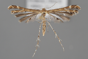  ( - BGE_MZH_LEP_2167)  @11 [ ] CreativeCommons - Attribution Non-Commercial Share-Alike (2025) Leo Vahatalo University of Helsinki