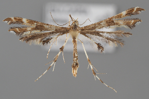  ( - BGE_MZH_LEP_2172)  @11 [ ] CreativeCommons - Attribution Non-Commercial Share-Alike (2025) Leo Vahatalo University of Helsinki