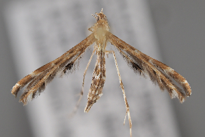  ( - BGE_MZH_LEP_2234)  @11 [ ] CreativeCommons - Attribution Non-Commercial Share-Alike (2025) Leo Vahatalo University of Helsinki