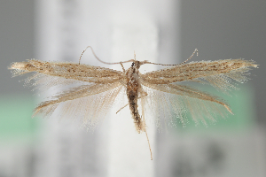  (Coleophora alfacarensis - BGE_MZH_LEP_2246)  @11 [ ] CreativeCommons - Attribution Non-Commercial Share-Alike (2025) Leo Vahatalo University of Helsinki