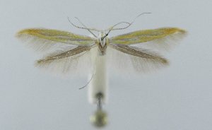  (Coleophora glaseri - BGE_MZH_LEP_2261)  @11 [ ] CreativeCommons - Attribution Non-Commercial Share-Alike (2025) Giorgio Baldizzone Unspecified