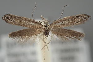  ( - BGE_MZH_LEP_2263)  @11 [ ] CreativeCommons - Attribution Non-Commercial Share-Alike (2025) Leo Vahatalo University of Helsinki