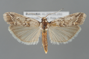  ( - BGE_MZH_LEP_2315)  @11 [ ] CreativeCommons - Attribution Non-Commercial Share-Alike (2025) Leo Vahatalo University of Helsinki