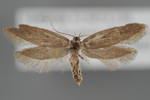  (Agnoea fuscifrontella - BGE_MZH_LEP_2371)  @11 [ ] CreativeCommons - Attribution Non-Commercial Share-Alike (2025) Leo Vahatalo University of Helsinki