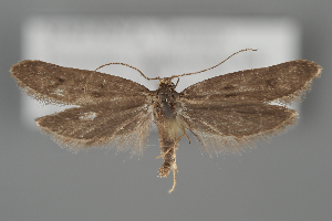  ( - BGE_MZH_LEP_2372)  @11 [ ] CreativeCommons - Attribution Non-Commercial Share-Alike (2025) Leo Vahatalo University of Helsinki