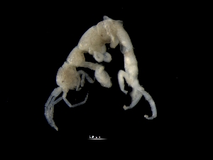  ( - ILVO032)  @11 [ ] CC BY-NC-ND 4.0 (2019) Hans Hillewaert Flanders Research Institute for agriculture, fisheries and food