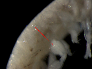  (Centraloecetes kroyeranus - ILVO042)  @11 [ ] CC BY-NC-ND 4.0 (2019) Hans Hillewaert Flanders Research Institute for agriculture, fisheries and food