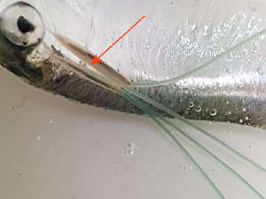  ( - ILVO115)  @11 [ ] CC BY-NC-ND 4.0 (2018) Hans Hillewaert Flanders Research Institute for agriculture, fisheries and food