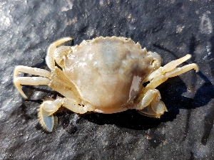  (Liocarcinus vernalis - ILVO127)  @11 [ ] CC BY-NC-ND 4.0 (2018) Hans Hillewaert Flanders Research Institute for agriculture, fisheries and food