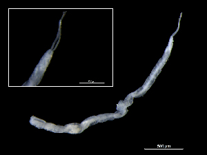  (Protodriloides chaetifer - ILVO308)  @11 [ ] CC BY-NC-ND 4.0 (2019) Hans Hillewaert Flanders Research Institute for agriculture, fisheries and food
