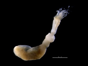  (Phoronis pallida - ILVO353)  @11 [ ] CC BY-NC-ND 4.0 (2021) Hans Hillewaert Flanders Research Institute for agriculture, fisheries and food