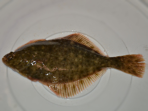  ( - ILVO120)  @11 [ ] CC BY-NC-ND 4.0 (2018) Hans Hillewaert Flanders Research Institute for agriculture, fisheries and food