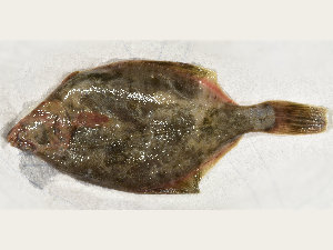  ( - ILVO264)  @11 [ ] CC BY-NC-ND 4.0 (2018) Hans Hillewaert Flanders Research Institute for agriculture, fisheries and food