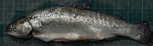  ( - ILVO304)  @11 [ ] CC BY-NC-ND 4.1 (2019) Hans Hillewaert Flanders Research Institute for agriculture, fisheries and food