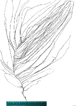  (Gracilariopsis lemaneiformis - IMARP0003)  @11 [ ] CreativeCommons - Attribution Share-Alike (2018) Unspecified Instituto del Mar del Peru