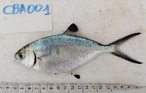  ( - CBA001)  @11 [ ] copyright (2022) KOUAME N'GUESSAN EMMANUEL Universite Nangui Abrogoua