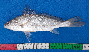  (Pseudotolithus lensis - CFRCO768)  @11 [ ] copyright © (2025) Nicolas Roland OWO University Nangui Abrogoua