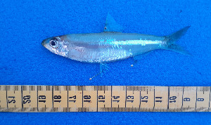  ( - CFRCO817)  @11 [ ] copyright © (2025) Nicolas Roland OWO University Nangui Abrogoua