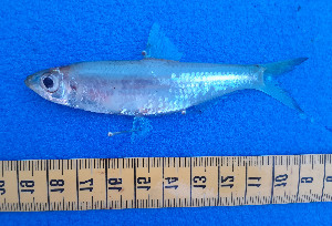  ( - CFRCO818)  @11 [ ] copyright © (2025) Nicolas Roland OWO University Nangui Abrogoua