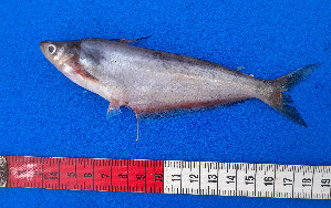  (Schilbe mandibularis - CFRCO819)  @11 [ ] copyright © (2025) Nicolas Roland OWO University Nangui Abrogoua