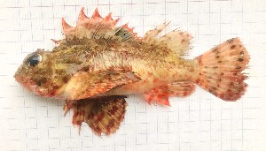  (Scorpaena angolensis - CMG044)  @11 [ ] Copyright (2025) Emmanuel Kouame Universite NANGUI ABROGOUA