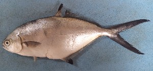  ( - CSP331)  @11 [ ] copyright (2022) KOUAME N'GUESSAN EMMANUEL Universite Nangui Abrogoua