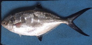  ( - CSP332)  @11 [ ] copyright (2022) KOUAME N'GUESSAN EMMANUEL Universite Nangui Abrogoua