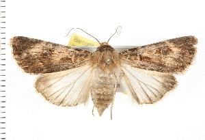  ( - IM07-0401)  @14 [ ] CreativeCommons - Attribution (2008) CBG Photography Group Centre for Biodiversity Genomics