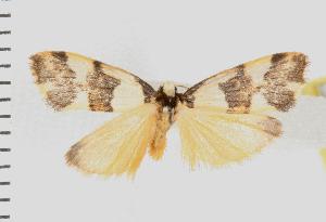  ( - IM07-0713)  @12 [ ] CreativeCommons - Attribution (2008) CBG Photography Group Centre for Biodiversity Genomics