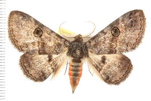  ( - IM07-0909)  @14 [ ] CreativeCommons - Attribution (2008) CBG Photography Group Centre for Biodiversity Genomics