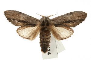  ( - IM06-0224)  @14 [ ] CreativeCommons - Attribution (2010) CBG Photography Group Centre for Biodiversity Genomics