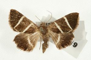  ( - IM06-0319)  @13 [ ] CreativeCommons - Attribution (2010) CBG Photography Group Centre for Biodiversity Genomics