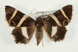  ( - IM07-0263)  @13 [ ] CreativeCommons - Attribution (2010) CBG Photography Group Centre for Biodiversity Genomics