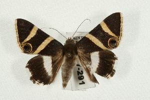  ( - IM07-0291)  @13 [ ] CreativeCommons - Attribution (2010) CBG Photography Group Centre for Biodiversity Genomics